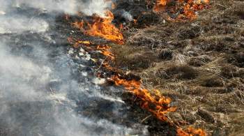 Лесным инспекторам хотят разрешить наказывать за поджоги травы