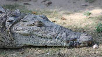 В аэропорту Самары среди багажа нашли шкуру крокодила
