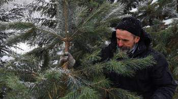 В Москве не выявили незаконную вырубку хвойных деревьев в 2021 году
