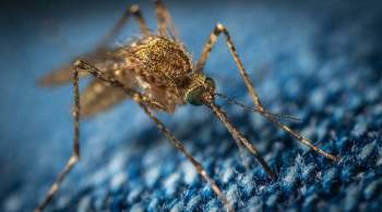  Ядерный удар по комарам : как радиация поможет в борьбе с малярией?