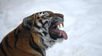 В Приморье убили и расчленили краснокнижного тигра 
