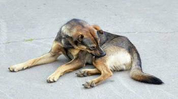 В Генпрокуратуре раскритиковали меры по обращению с бездомными животными
