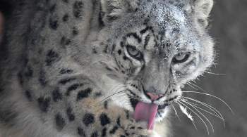 Выставка  Ирбис – кошка-невидимка  откроется 9 ноября в Московском зоопарке