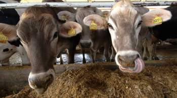В двух муниципалитетах Приангарья ввели режим ЧС из-за болезни скота 