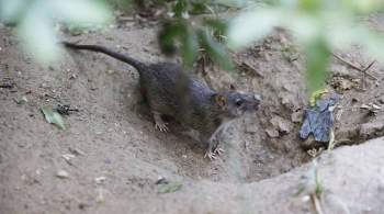 Крысы догрызают  Большое Яблоко : Нью-Йорк атаковали полчища грызунов