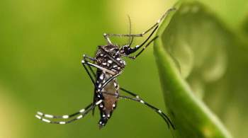 Жители Кубани пожаловались на  нашествие комаров 