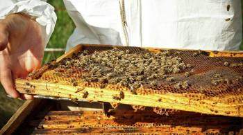 В Костромской области введут меры поддержки пчеловодов