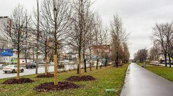 Завершена высадка деревьев вдоль восьми крупных магистралей и улиц Москвы