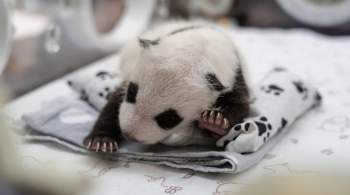 Детеныш панды, родившийся в Московском зоопарке, оказался самкой 