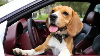 Ветеринар посоветовала, как безопасно перевозить животных в автомобиле