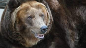 СК сообщил о ликвидации медведя, найденного у места нападения на туристов