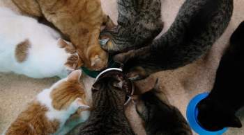 В Обнинске хозяйка квартиры держала взаперти порядка ста кошек