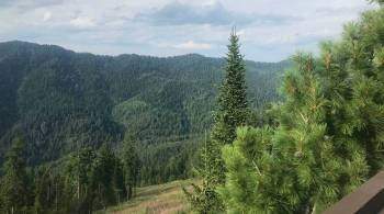 На Алтае создадут запас семян лесных растений