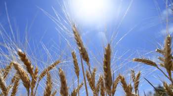 Губернатор Алтайского края рассказал Путину о качестве собранной пшеницы