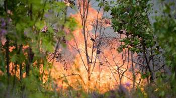 Лесной пожар угрожает перейти на здания на острове Путсаари на Валааме
