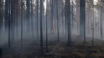 В Башкирии более 800 человек эвакуировали из лагеря из-за природного пожара