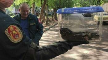Найденного в Москве удава передали в центр реабилитации животных