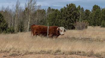 В Польше целый месяц не могут поймать быка в кукурузном поле 