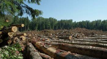 В Приморском крае возбудили дела о нелегальных рубках леса
