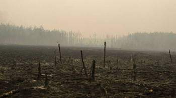 В Госдуме поддержали проект о повышении штрафов за пожары в лесах