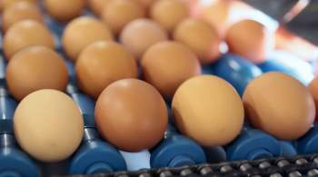 Производство яиц в Липецкой области может составить 800 миллионов штук