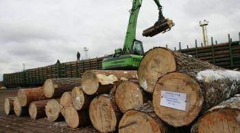 В Приморье раскрыли схему контрабанды леса в Китай на 30 миллионов долларов