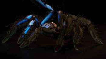 В Таиланде обнаружили  электрического  тарантула 