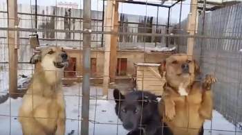 Общественники заявили, что в приюте в Якутске голодают собаки 