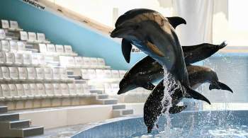 В Росприроднадзоре оценили возможность закрытия дельфинариев