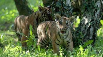 Путин анонсировал второй форум по сохранению популяции тигров