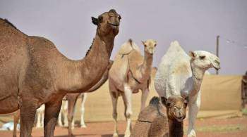 Участников конкурса красоты верблюдов исключили из-за ботокса