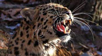 В Приморье три тигра, леопард и лесной кот попали на видео на одной тропе