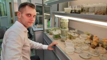 Микроводоросли станут  пищевыми заводами  благодаря ученым из России
