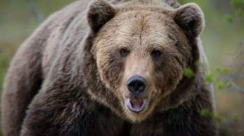  Пираты не страшны : иностранцы восхитились русской рыбалкой с медведем