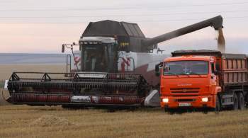 Таможенная подкомиссия поддержала временный запрет на вывоз твердой пшеницы 