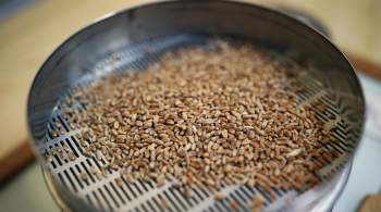 Оператор: Россия нарастит экспорт пшеницы до более 52 миллионов тонн 