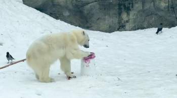 Белой медведице Айке из Московского зоопарка подарили необычный торт 