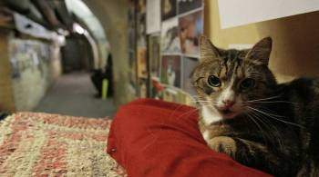 Эрмитажная кошка Серафима перешла на службу в Петропавловскую крепость
