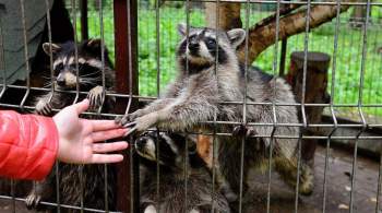 В Москве сократилось число диких животных, поступающих на реабилитацию