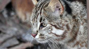 В Приморье после реабилитации выпустили на волю редкого лесного кота