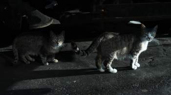 В районе Челябинска ввели карантин из-за бешенства у домашних кошек 
