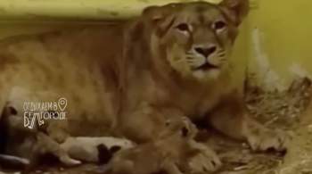 В белгородском зоопарке впервые родились львята 