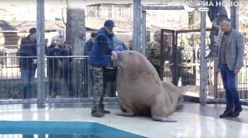 В крымском зоопарке поселился морж Салтан 