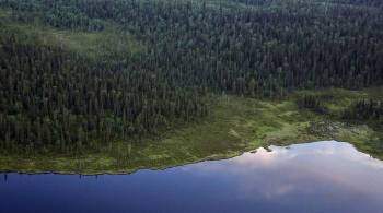 Работы по лесоустройству проведут по всей Архангельской области
