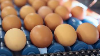 Новосибирский губернатор объяснил рост цен на яйца 