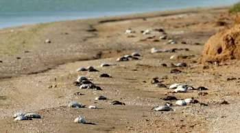 Ученые сообщили о массовой гибели птиц в Крыму