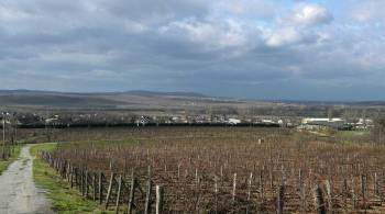 На Кубани заложат новые виноградники еще на 50 тысячах гектаров земель
