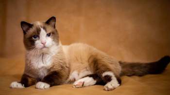 Самый старый кот России умер в Тюмени