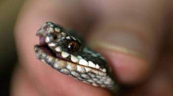 Семья в ЮАР обнаружила змею в доме на рождественской елке