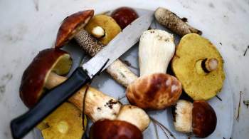 Мясников развеял мифы о пользе грибов и картофеля